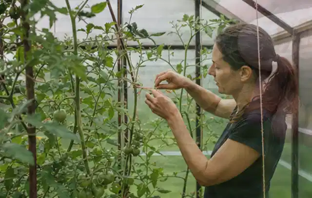 Person bindet junge Tomatentriebe in einem privaten Gewächshaus vorsichtig an; Thema Radieschen, Schwerpunkt Lagerung; Kontrolle.