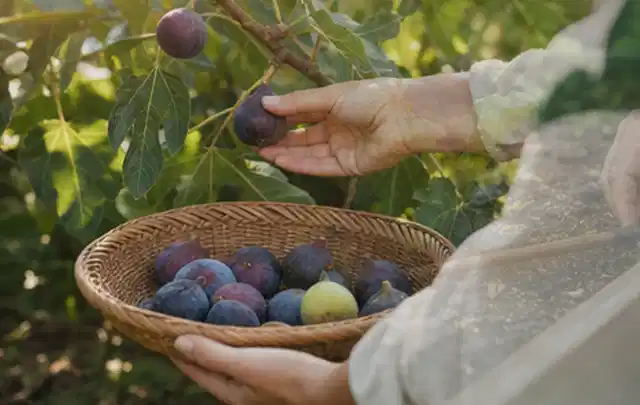 Hand pflückt eine reife Feige über einem flachen Korb mit Früchten; Thema Radieschen, Schwerpunkt Lagerung; Ergebnis.