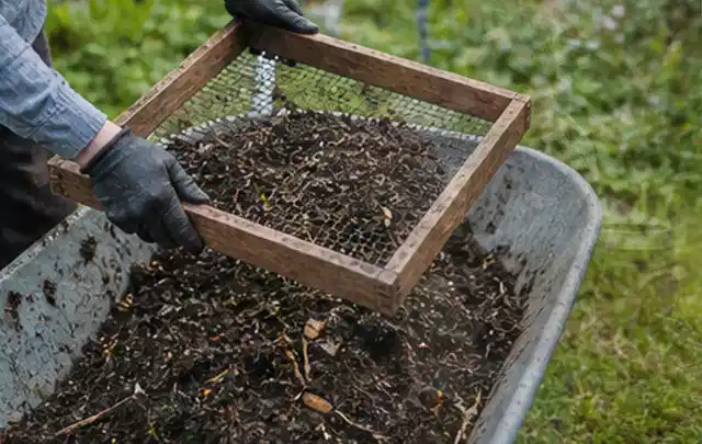 Behandschuhte Hände sieben reifen Kompost über einer Gartenschubkarre; Thema Radieschen, Schwerpunkt Nährstoffe; Kontrolle.