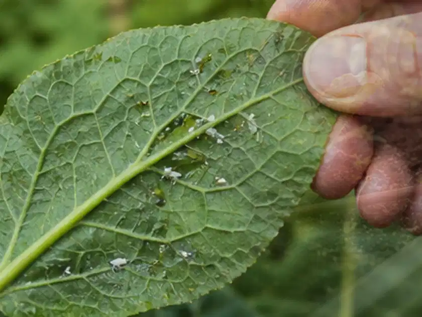 Hand hält ein Blatt mit kleinen hellen Schädlingen auf der Unterseite; Thema Radieschen, Schwerpunkt Pflanzenschutz; Titelbild.