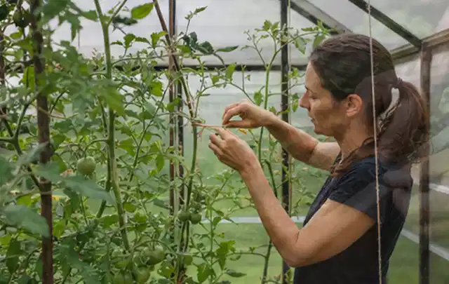 Person bindet junge Tomatentriebe in einem privaten Gewächshaus vorsichtig an; Thema Radieschen, Schwerpunkt Pflanzenschutz; Ausgangslage.