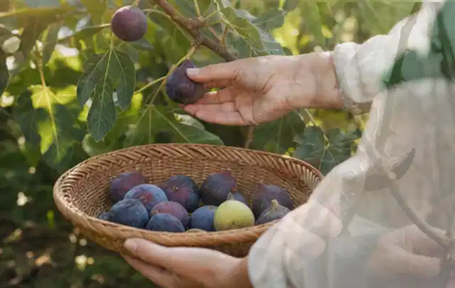 Hand pflückt eine reife Feige über einem flachen Korb mit Früchten; Thema Radieschen, Schwerpunkt Pflanzenschutz; Ergebnis.