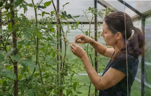 Person bindet junge Tomatentriebe in einem privaten Gewächshaus vorsichtig an; Thema Radieschen, Schwerpunkt Saisonkalender; Praxisalltag.