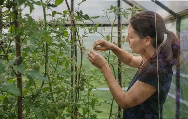 Person bindet junge Tomatentriebe in einem privaten Gewächshaus vorsichtig an; Thema Radieschen, Schwerpunkt Schnitt; Ausgangslage.