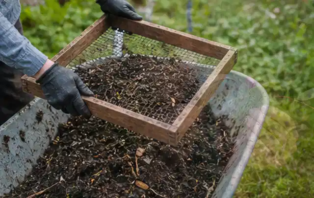 Behandschuhte Hände sieben reifen Kompost über einer Gartenschubkarre; Thema Radieschen, Schwerpunkt Schnitt; Kontrolle.