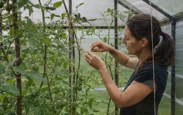 Person bindet junge Tomatentriebe in einem privaten Gewächshaus vorsichtig an; Thema Radieschen, Schwerpunkt Standort; Kontrolle.
