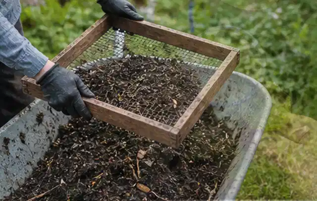 Behandschuhte Hände sieben reifen Kompost über einer Gartenschubkarre; Thema Radieschen, Schwerpunkt Standort; Ergebnis.