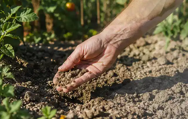 Hand prüft trockene krümelige Gartenerde während einer warmen Sommerphase; Thema Rain Bird Bewässerung, Schwerpunkt Anwendung; Umsetzung.