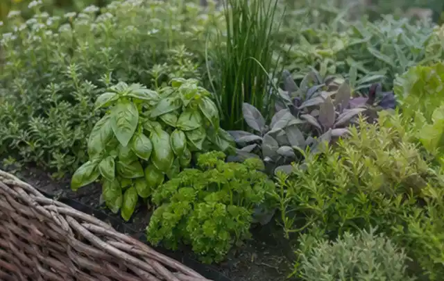 Dichtes Hochbeet mit Basilikum Schnittlauch Petersilie Salbei und weiteren Küchenkräutern; Thema Rain Bird Bewässerung, Schwerpunkt Anwendung; Ergebnis.