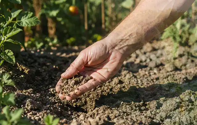 Hand prüft trockene krümelige Gartenerde während einer warmen Sommerphase; Thema Rain Bird Bewässerung, Schwerpunkt Bewässerung; Umsetzung.