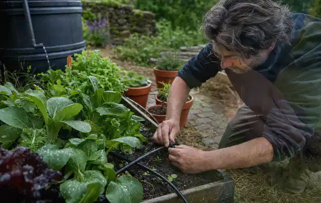 Person stellt die Bewässerung an einem bepflanzten Hochbeet ein; Thema Rain Bird Bewässerung; Ergebnis.