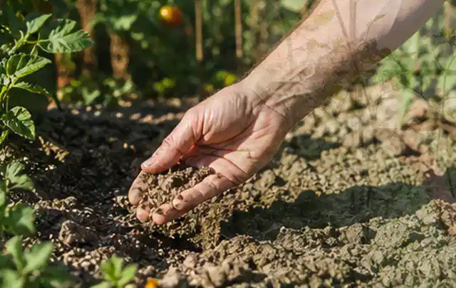 Hand prüft trockene krümelige Gartenerde während einer warmen Sommerphase; Thema Rain Bird Bewässerung, Schwerpunkt Dimensionierung; Praxisalltag.