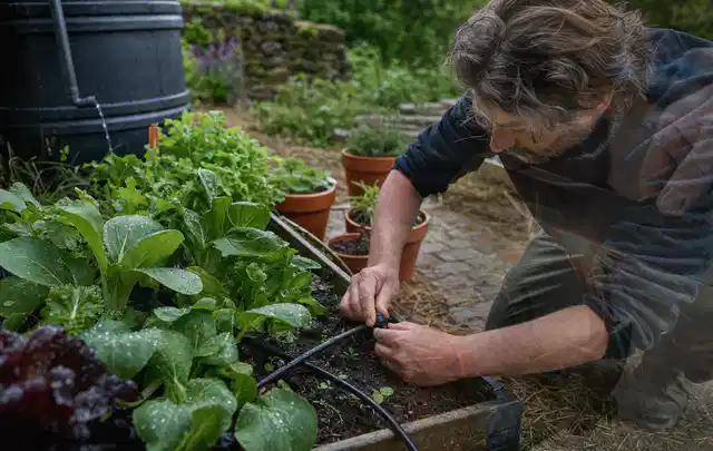 Person stellt die Bewässerung an einem bepflanzten Hochbeet ein; Thema Rain Bird Bewässerung, Schwerpunkt Gärten mit großer Fläche; Kontrolle.