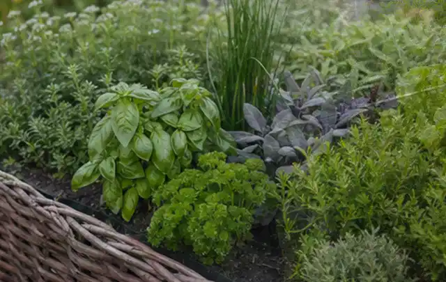Dichtes Hochbeet mit Basilikum Schnittlauch Petersilie Salbei und weiteren Küchenkräutern; Thema Rain Bird Bewässerung, Schwerpunkt Kosten; Ergebnis.