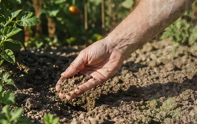 Hand prüft trockene krümelige Gartenerde während einer warmen Sommerphase; Thema Rain Bird Bewässerung, Schwerpunkt Leistung; Ausgangslage.