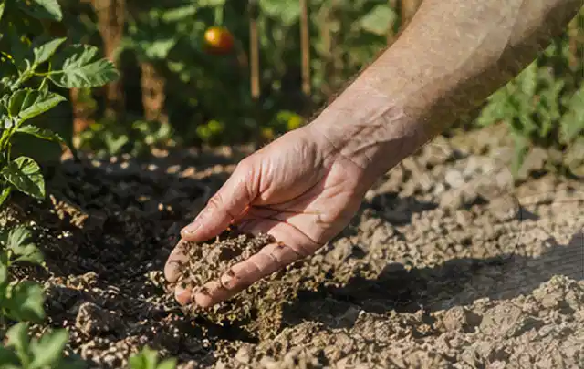 Hand prüft trockene krümelige Gartenerde während einer warmen Sommerphase; Thema Rain Bird Bewässerung, Schwerpunkt Nachhaltigkeit; Ergebnis.
