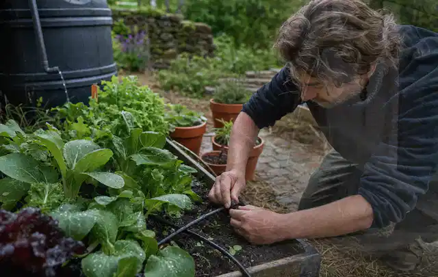 Person stellt die Bewässerung an einem bepflanzten Hochbeet ein; Thema Rain Bird Bewässerung, Schwerpunkt Reparatur; Ausgangslage.