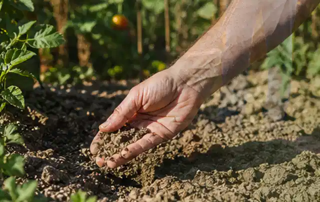 Hand prüft trockene krümelige Gartenerde während einer warmen Sommerphase; Thema Rain Bird Bewässerung, Schwerpunkt Testkriterien; Ausgangslage.