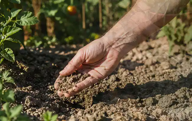 Hand prüft trockene krümelige Gartenerde während einer warmen Sommerphase; Thema Rain Bird Bewässerung, Schwerpunkt Vergleich; Praxisalltag.