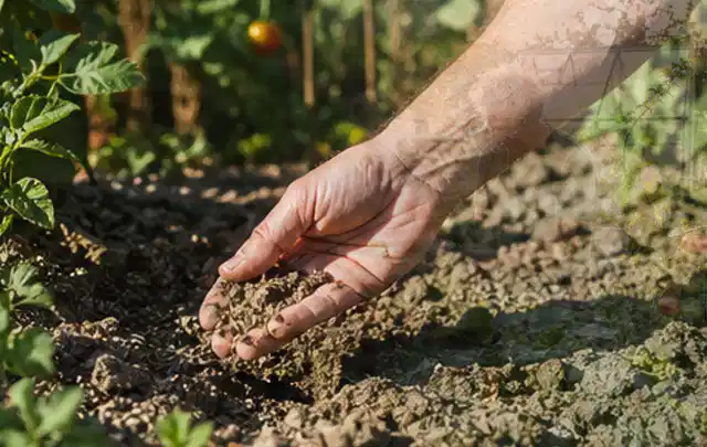 Hand prüft trockene krümelige Gartenerde während einer warmen Sommerphase; Thema Rain Bird Bewässerung, Schwerpunkt Winterlager; Ergebnis.