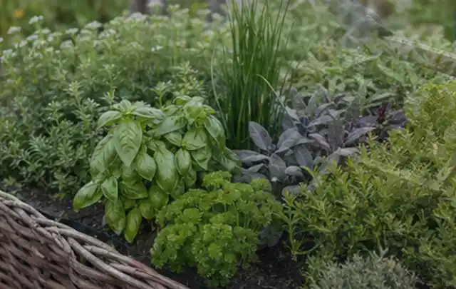 Dichtes Hochbeet mit Basilikum Schnittlauch Petersilie Salbei und weiteren Küchenkräutern; Thema Rain Bird Bewässerung, Schwerpunkt Winterlager;…