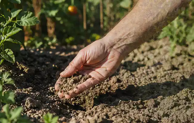 Hand prüft trockene krümelige Gartenerde während einer warmen Sommerphase; Thema Rasen, Schwerpunkt Themenwelt; Ergebnis.