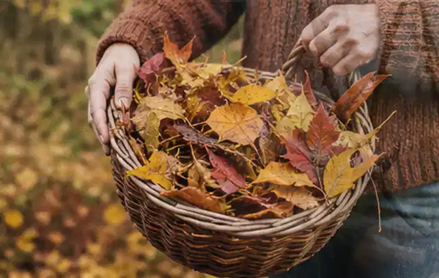 Person sammelt farbiges Herbstlaub in einem geflochtenen Gartenkorb; Thema Rasendünger, Schwerpunkt Bodenpflege; Kontrolle.
