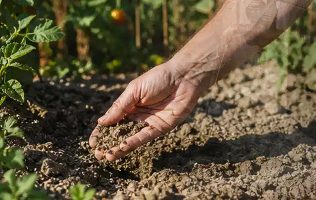 Hand prüft trockene krümelige Gartenerde während einer warmen Sommerphase; Thema Rasendünger, Schwerpunkt Einsteigerwissen; Umsetzung.
