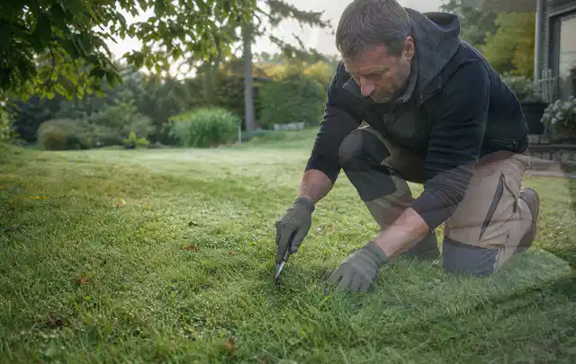 Person prüft den Boden einer gepflegten Rasenfläche im Garten; Thema Rasendünger, Schwerpunkt Einsteigerwissen; Ergebnis.