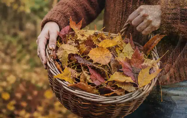 Person sammelt farbiges Herbstlaub in einem geflochtenen Gartenkorb; Thema Rasendünger, Schwerpunkt Einsteigerwissen; Praxisalltag.
