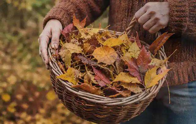 Person sammelt farbiges Herbstlaub in einem geflochtenen Gartenkorb; Thema Rasendünger, Schwerpunkt Frühjahr; Ergebnis.