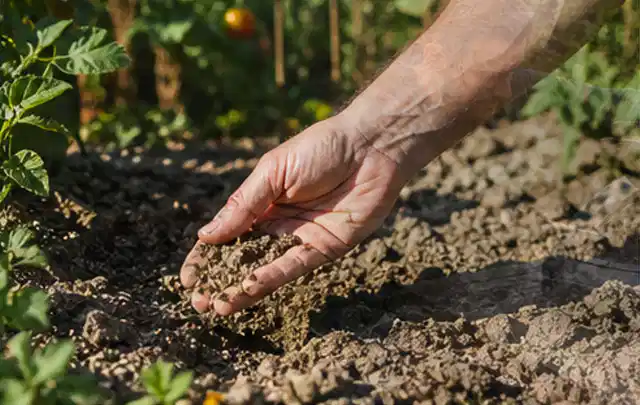 Hand prüft trockene krümelige Gartenerde während einer warmen Sommerphase; Thema Rasendünger, Schwerpunkt Frühjahr; Praxisalltag.