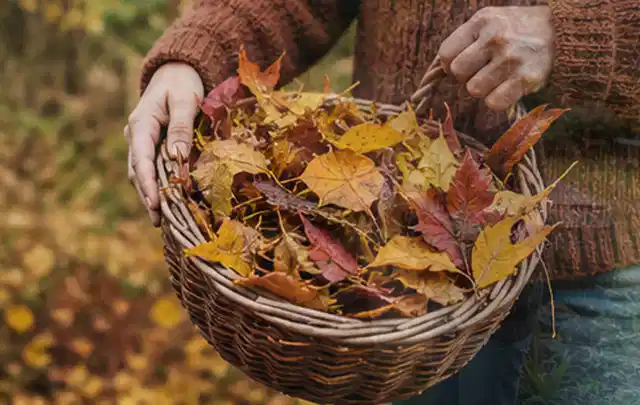 Person sammelt farbiges Herbstlaub in einem geflochtenen Gartenkorb; Thema Rasendünger, Schwerpunkt Hitzeschutz; Umsetzung.