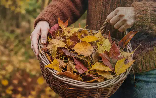 Person sammelt farbiges Herbstlaub in einem geflochtenen Gartenkorb; Thema Rasendünger, Schwerpunkt Kosten; Umsetzung.