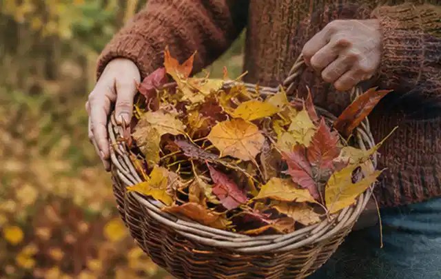 Person sammelt farbiges Herbstlaub in einem geflochtenen Gartenkorb; Thema Rasendünger, Schwerpunkt Rasen; Kontrolle.