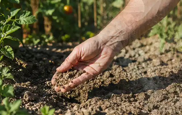 Hand prüft trockene krümelige Gartenerde während einer warmen Sommerphase; Thema Rasendünger, Schwerpunkt Rasenpflege; Ausgangslage.