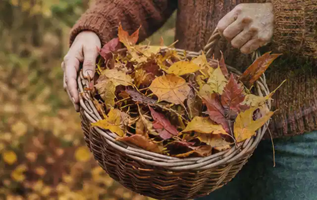 Person sammelt farbiges Herbstlaub in einem geflochtenen Gartenkorb; Thema Rasendünger, Schwerpunkt Rasenpflege; Kontrolle.
