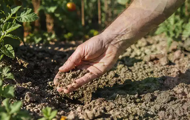 Hand prüft trockene krümelige Gartenerde während einer warmen Sommerphase; Thema Rasendünger, Schwerpunkt Sommerpflege; Umsetzung.