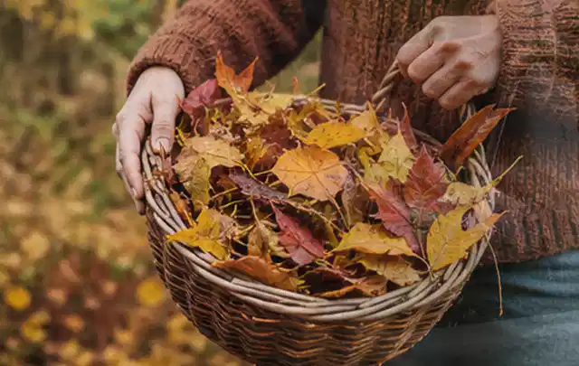 Person sammelt farbiges Herbstlaub in einem geflochtenen Gartenkorb; Thema Rasendünger, Schwerpunkt Sommerpflege; Ergebnis.