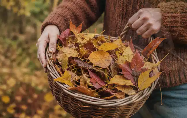 Person sammelt farbiges Herbstlaub in einem geflochtenen Gartenkorb; Thema Rasenkrankheiten, Schwerpunkt Bodenpflege; Ausgangslage.