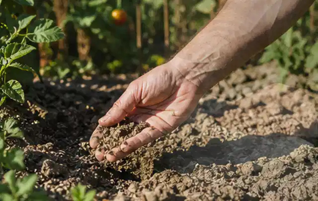 Hand prüft trockene krümelige Gartenerde während einer warmen Sommerphase; Thema Rasenkrankheiten, Schwerpunkt Bodenpflege; Praxisalltag.