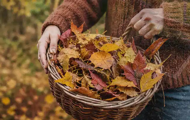 Person sammelt farbiges Herbstlaub in einem geflochtenen Gartenkorb; Thema Rasenkrankheiten, Schwerpunkt Checkliste; Umsetzung.