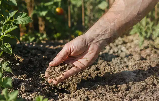 Hand prüft trockene krümelige Gartenerde während einer warmen Sommerphase; Thema Rasenkrankheiten, Schwerpunkt Fehlerhilfe; Ausgangslage.
