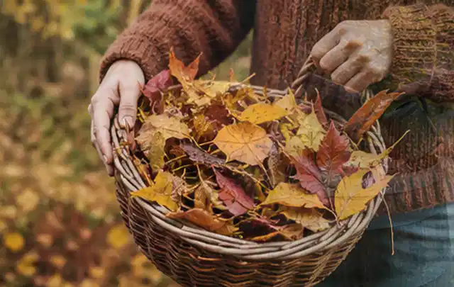 Person sammelt farbiges Herbstlaub in einem geflochtenen Gartenkorb; Thema Rasenkrankheiten, Schwerpunkt Herbstpflege; Ausgangslage.