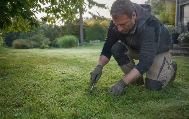 Person prüft den Boden einer gepflegten Rasenfläche im Garten; Thema Rasenkrankheiten, Schwerpunkt Herbstpflege; Umsetzung.