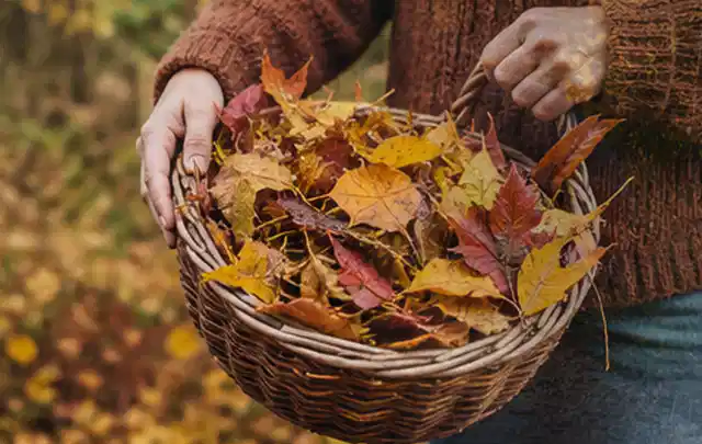 Person sammelt farbiges Herbstlaub in einem geflochtenen Gartenkorb; Thema Rasenkrankheiten, Schwerpunkt Rasen; Kontrolle.
