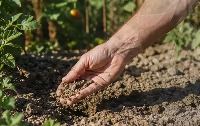 Hand prüft trockene krümelige Gartenerde während einer warmen Sommerphase; Thema Rasenkrankheiten, Schwerpunkt Rasen; Ergebnis.