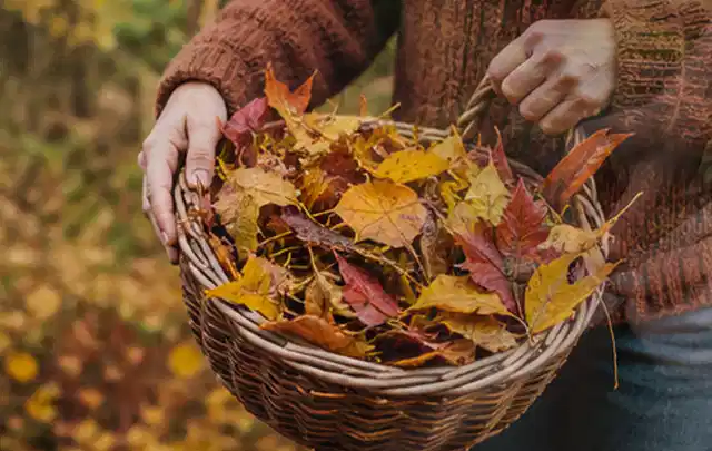 Person sammelt farbiges Herbstlaub in einem geflochtenen Gartenkorb; Thema Rasenkrankheiten, Schwerpunkt Sommerpflege; Praxisalltag.