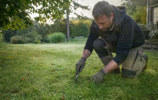 Person prüft den Boden einer gepflegten Rasenfläche im Garten; Thema Rasenkrankheiten, Schwerpunkt Winterpflege; Umsetzung.