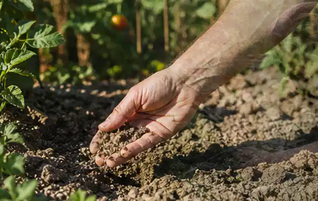 Hand prüft trockene krümelige Gartenerde während einer warmen Sommerphase; Thema Rasenkrankheiten, Schwerpunkt Winterpflege; Ergebnis.